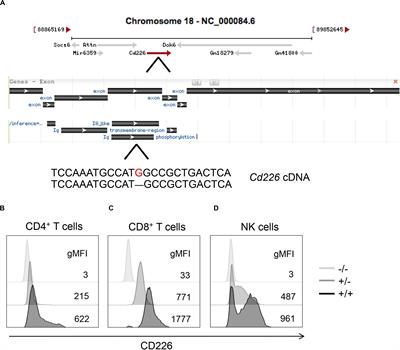 CD226 Deletion Reduces Type 1 Diabetes in the NOD Mouse by Impairing Thymocyte Development and Peripheral T Cell Activation